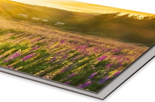 DIMEX | Dibond doska za kuchynskú linku | DBW-10060-201 Slnečné lúče nad lúkou | 100 x 60 cm