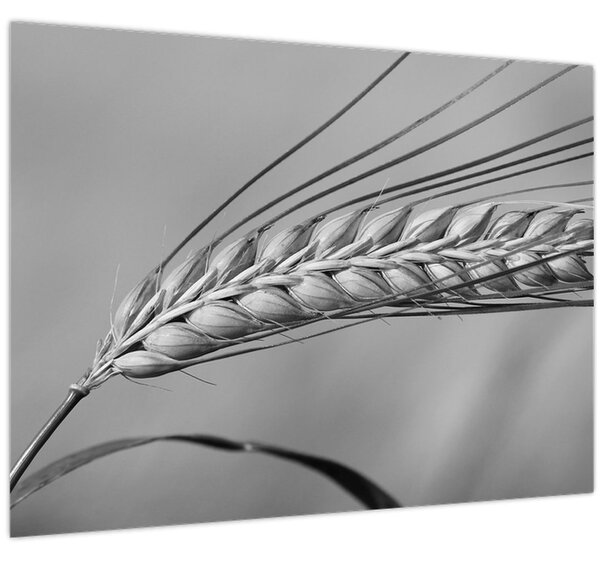 Obraz - Pšenica, čiernobiela (70x50 cm)