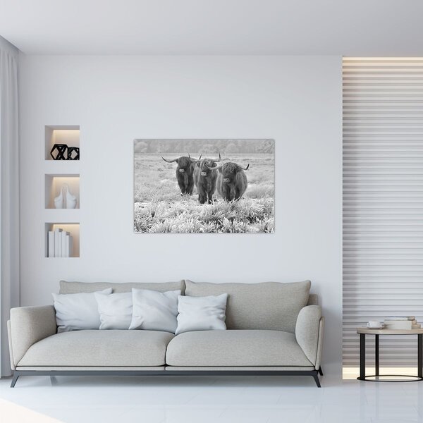 Obraz - Škótske kravy, čiernobiela (90x60 cm)
