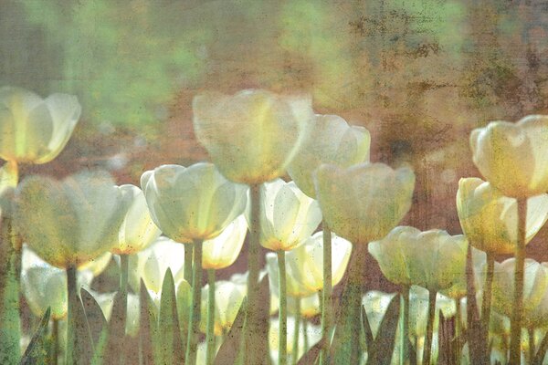 DIMEX | Vliesové fototapety na stenu Astrakt biele tulipány MS-5-0385 | 375 x 250 cm | zelená, biela, žltá, viacfarebná