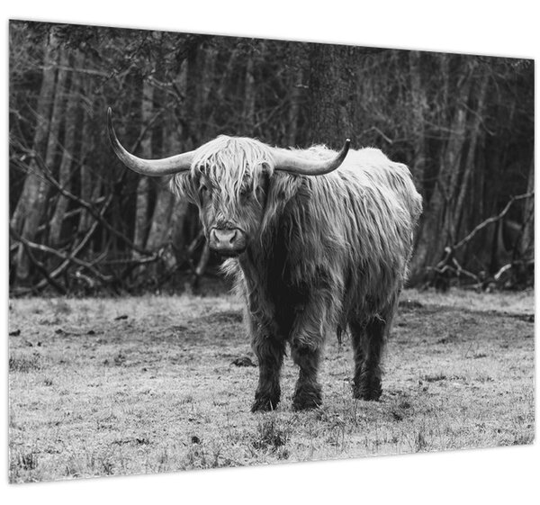 Obraz - Škótska krava 3, čiernobiela (70x50 cm)