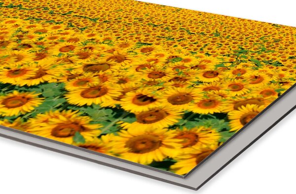 DIMEX | Dibond doska za kuchynskú linku | DBW-10060-030 Lány slnečníc | 100 x 60 cm