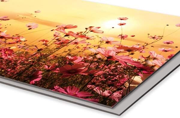 DIMEX | Dibond doska za kuchynskú linku | DBW-08040-130 Kvetinové pole| 80 x 40 cm