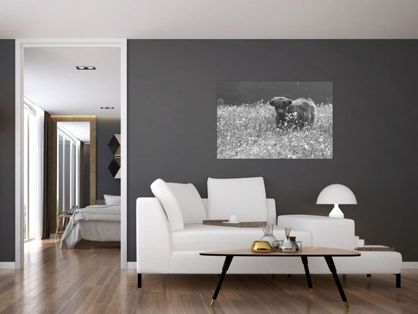 Obraz - Škótska krava 5, čiernobiela (90x60 cm)