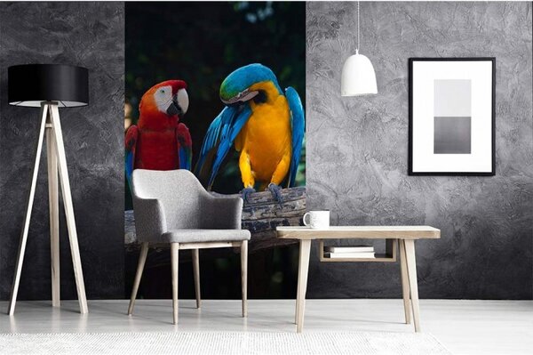 DIMEX | Vliesové fototapety na stenu Farebné papagáje Ara MS-2-0223 | 150 x 250 cm | viacfarebná