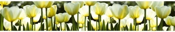 DIMEX | Fototapeta do kuchyne Biele tulipány KI-350-009 | 350 x 60 cm | zelená, biela, žltá