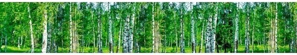 DIMEX | Fototapeta do kuchyne Brezový háj KI-350-044 | 350 x 60 cm | zelená, biela, čierna