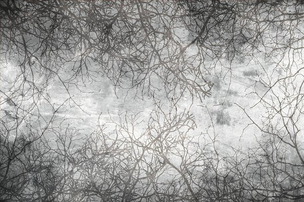 DIMEX | Vliesové fototapety na stenu Abstrakt vetvy MS-5-0386 | 375 x 250 cm | čierna, šedá