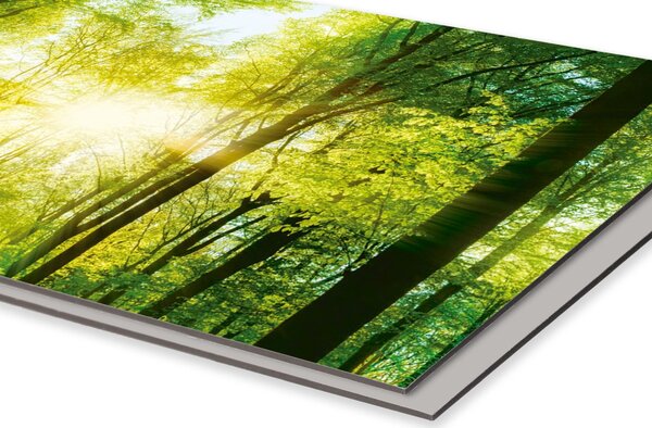 DIMEX | Dibond doska za kuchynskú linku | DBW-08040-189 Svieži zelený les| 80 x 40 cm