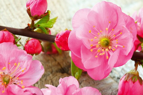 DIMEX | Dibond doska za kuchynskú linku | DBW-06040-053 Sakura | 60 x 40 cm