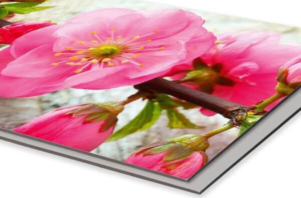 DIMEX | Dibond doska za kuchynskú linku | DBW-08060-053 Sakura | 80 x 60 cm