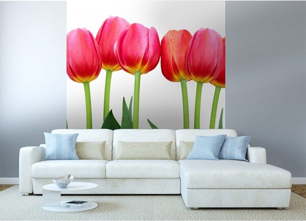DIMEX | Vliesová fototapeta na stenu Tulipány MS-3-0126 | 225 x 250 cm | zelená, červená, biela