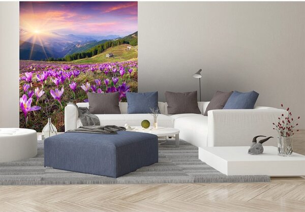 DIMEX | Vliesová fototapeta na stenu Krókusy na jar MS-3-0064 | 225 x 250 cm | fialová, zelená