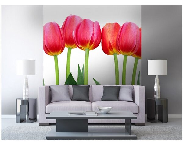 DIMEX | Vliesová fototapeta na stenu Tulipány MS-3-0126 | 225 x 250 cm | zelená, červená, biela