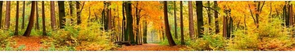 DIMEX | Fototapeta do kuchyne Jesenný les KI-350-045 | 350 x 60 cm | zelená, oranžová, hnedá