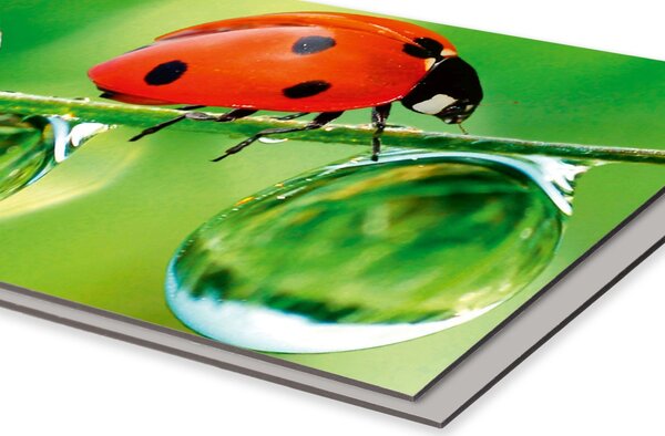 DIMEX | Dibond doska za kuchynskú linku | DBW-08040-015 Lienka| 80 x 40 cm