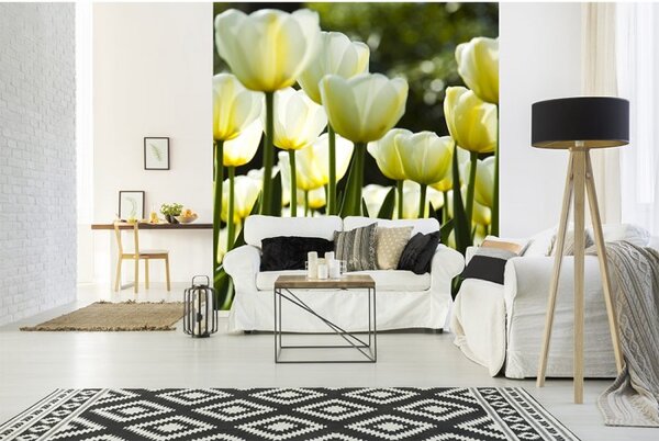 DIMEX | Vliesová fototapeta na stenu Biele tulipány MS-3-0127 | 225 x 250 cm | žltá, zelená, biela
