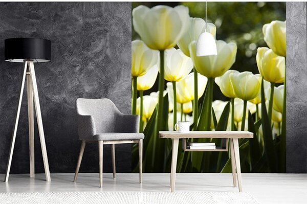 DIMEX | Vliesová fototapeta na stenu Biele tulipány MS-3-0127 | 225 x 250 cm | žltá, zelená, biela