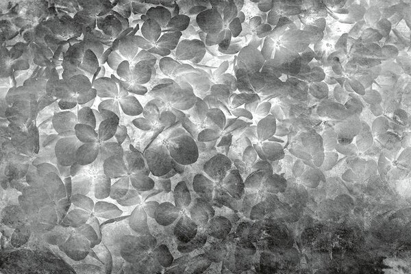 DIMEX | Vliesové fototapety na stenu Abstrakt kvety jablone II. MS-5-0355 | 375 x 250 cm | čierna, biela