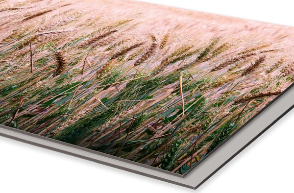 DIMEX | Dibond doska za kuchynskú linku | DBW-06040-136 Pšeničné pole | 60 x 40 cm
