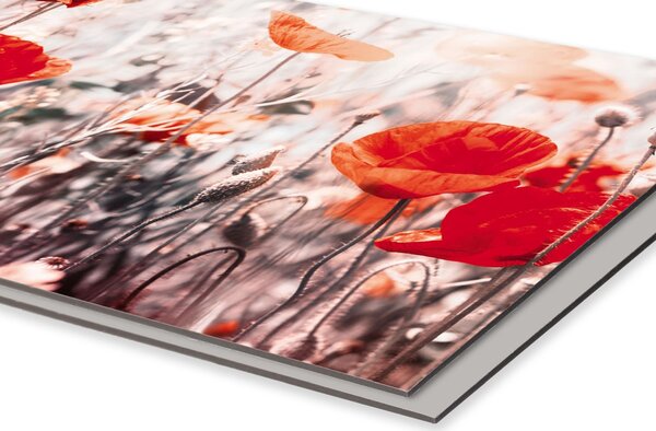 DIMEX | Dibond doska za kuchynskú linku | DBW-18060-171 Vlčí mak | 180 x 60 cm