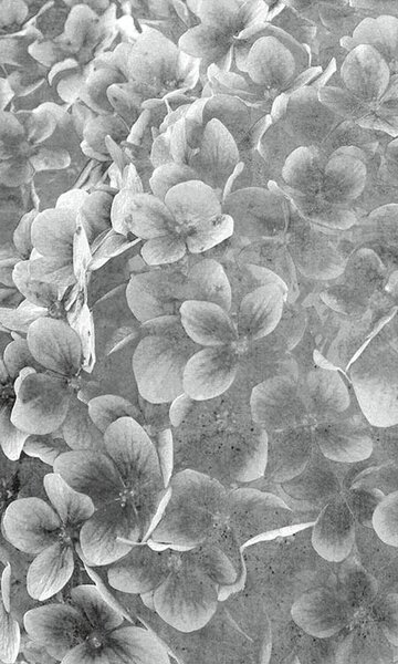 DIMEX | Vliesové fototapety na stenu Abstrakt kvety jablone III. MS-2-0356 | 150 x 250 cm | šedá