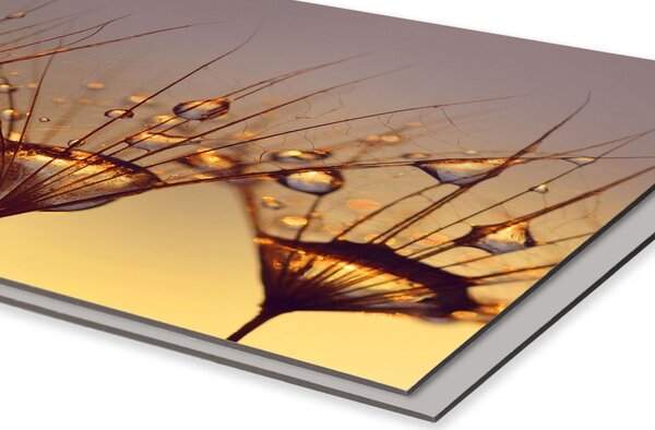 DIMEX | Dibond doska za kuchynskú linku | DBW-18060-121 Kvapky na púpave | 180 x 60 cm
