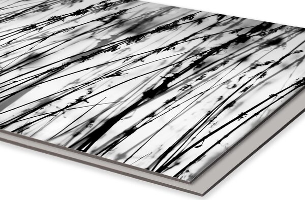 DIMEX | Dibond doska za kuchynskú linku | DBW-08040-137 Čiernobiela tráva| 80 x 40 cm