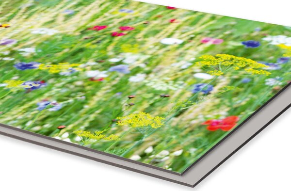 DIMEX | Dibond doska za kuchynskú linku | DBW-08040-172 Kvetinová lúka| 80 x 40 cm