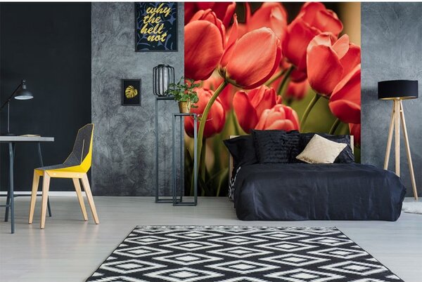 DIMEX | Vliesová fototapeta na stenu Červené tulipány MS-3-0128 | 225 x 250 cm | červená, zelená