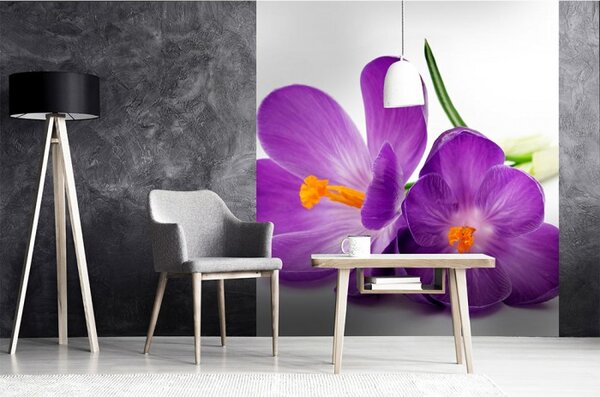 DIMEX | Vliesová fototapeta na stenu Krokus MS-3-0144 | 225 x 250 cm | fialová, zelená, biela, oranžová