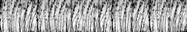 DIMEX | Fototapeta do kuchyne Čierna a biela tráva KI-350-137 | 350 x 60 cm | čiernobiela