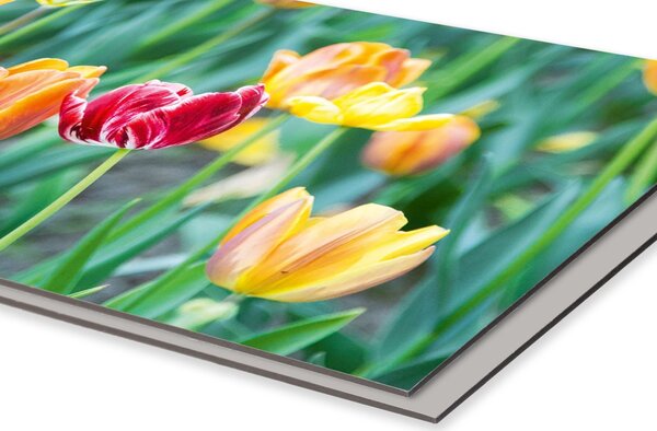 DIMEX | Dibond doska za kuchynskú linku | DBW-08060-122 Jarné kvety | 80 x 60 cm