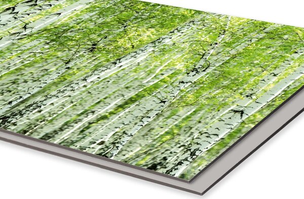 DIMEX | Dibond doska za kuchynskú linku | DBW-10060-193 Jarný brezový háj | 100 x 60 cm