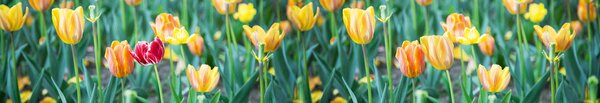 DIMEX | Fototapeta do kuchyne Tulipány KI-350-122 | 350 x 60 cm | zelená, červená, žltá