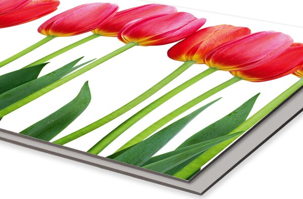 DIMEX | Dibond doska za kuchynskú linku | DBW-06040-058 Tulipány | 60 x 40 cm