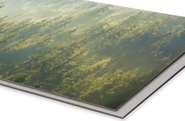 DIMEX | Dibond doska za kuchynskú linku | DBW-10060-194 Zahmlený les | 100 x 60 cm