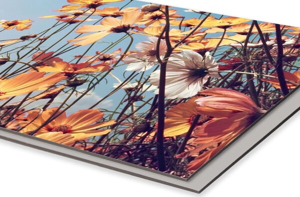 DIMEX | Dibond doska za kuchynskú linku | DBW-10060-123 Jarná lúka | 100 x 60 cm