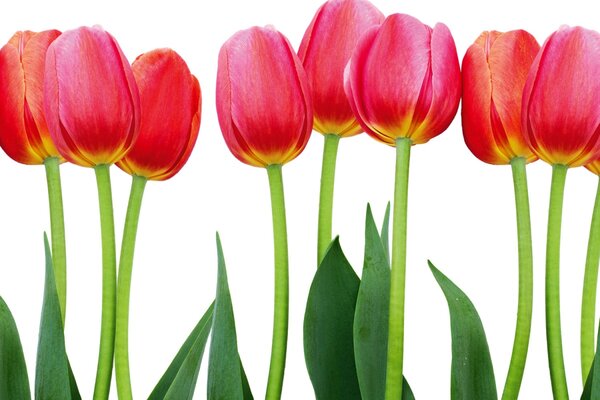 DIMEX | Dibond doska za kuchynskú linku | DBW-06040-058 Tulipány | 60 x 40 cm