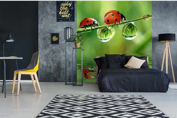 DIMEX | Vliesová fototapeta na stenu Lienka MS-3-0226 | 225 x 250 cm | zelená, červená, čierna