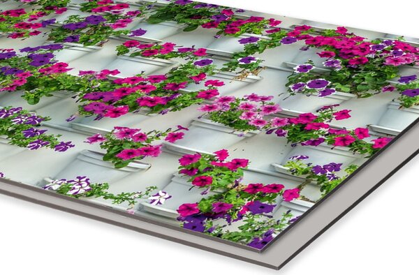 DIMEX | Dibond doska za kuchynskú linku | DBW-08060-176 Kvety v kvetináčoch | 80 x 60 cm