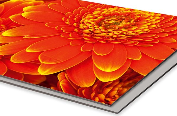 DIMEX | Dibond doska za kuchynskú linku | DBW-18060-059 Gerbera | 180 x 60 cm