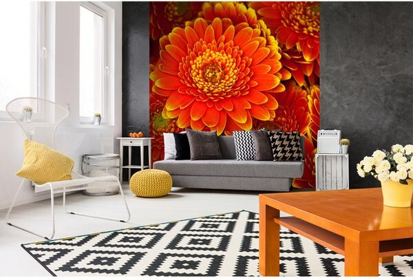 DIMEX | Vliesová fototapeta na stenu Gerbera MS-3-0131 | 225 x 250 cm | červená, žltá