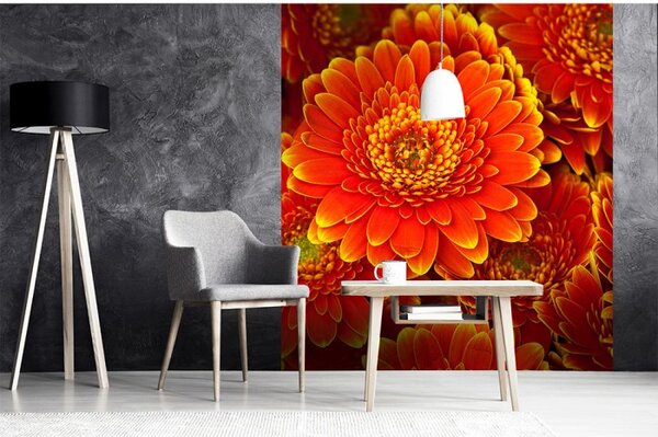 DIMEX | Vliesová fototapeta na stenu Gerbera MS-3-0131 | 225 x 250 cm | červená, žltá