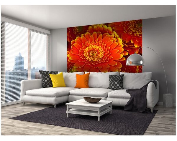DIMEX | Vliesová fototapeta na stenu Gerbera MS-3-0131 | 225 x 250 cm | červená, žltá