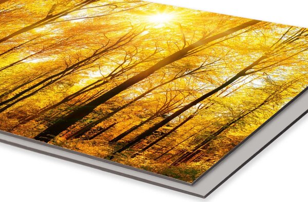 DIMEX | Dibond doska za kuchynskú linku | DBW-08040-084 Slnečný les| 80 x 40 cm