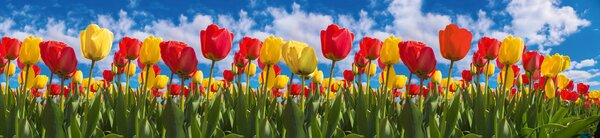 DIMEX | Fototapeta do kuchyne Tulipánové pole KI-260-131 | 260 x 60 cm | zelená, modrá, červená, žltá