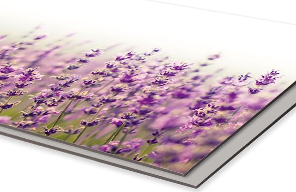 DIMEX | Dibond doska za kuchynskú linku | DBW-26060-125 Levanduľové pole | 260 x 60 cm