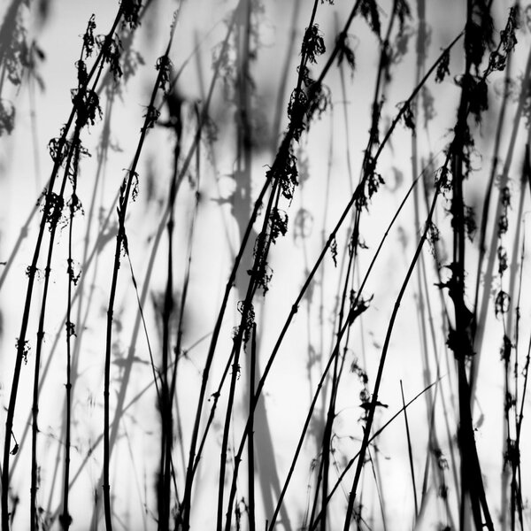 DIMEX | Dibond doska za kuchynskú linku | DBW-06060-137 Čiernobiela tráva | 60 x 60 cm