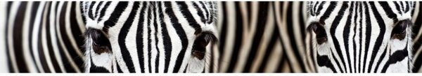 DIMEX | Fototapeta do kuchyne Zebra KI-350-016 | 350 x 60 cm | čiernobiela